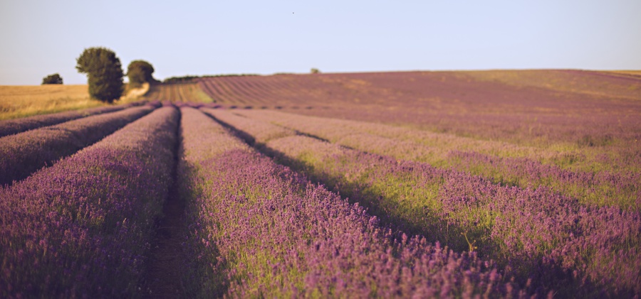 wedding photos lavender fields