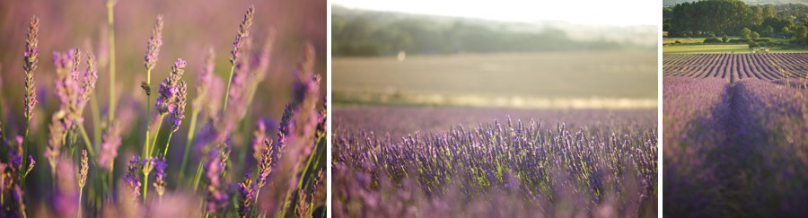 lavender fields hitchin