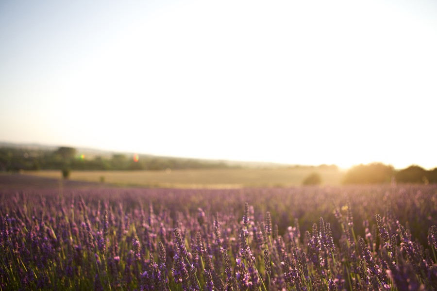 lavender fields photography